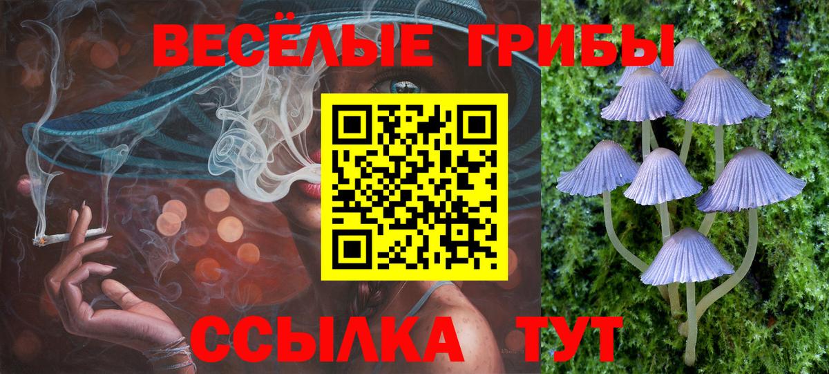 Галлюциногенные грибы Psilocybine cubensis Звенигород